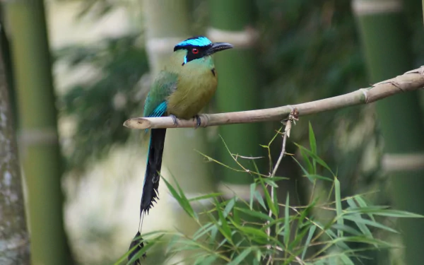  Andean Motmot