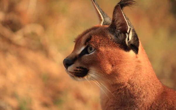Close-up profile of a caracal with tufted ears against a blurred natural background, rendered in stunning 4K Ultra HD for PC desktop wallpaper and background.