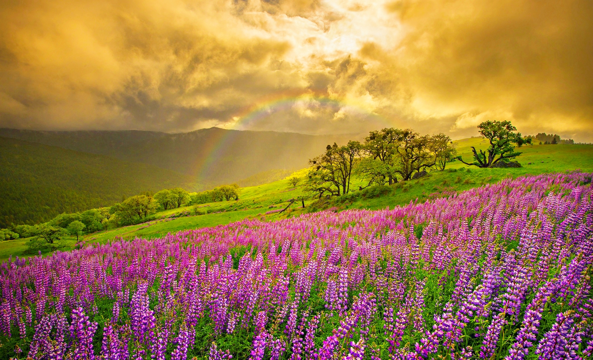 Sunset Rainbow over Lupine Field Fondo de pantalla HD | Fondo de