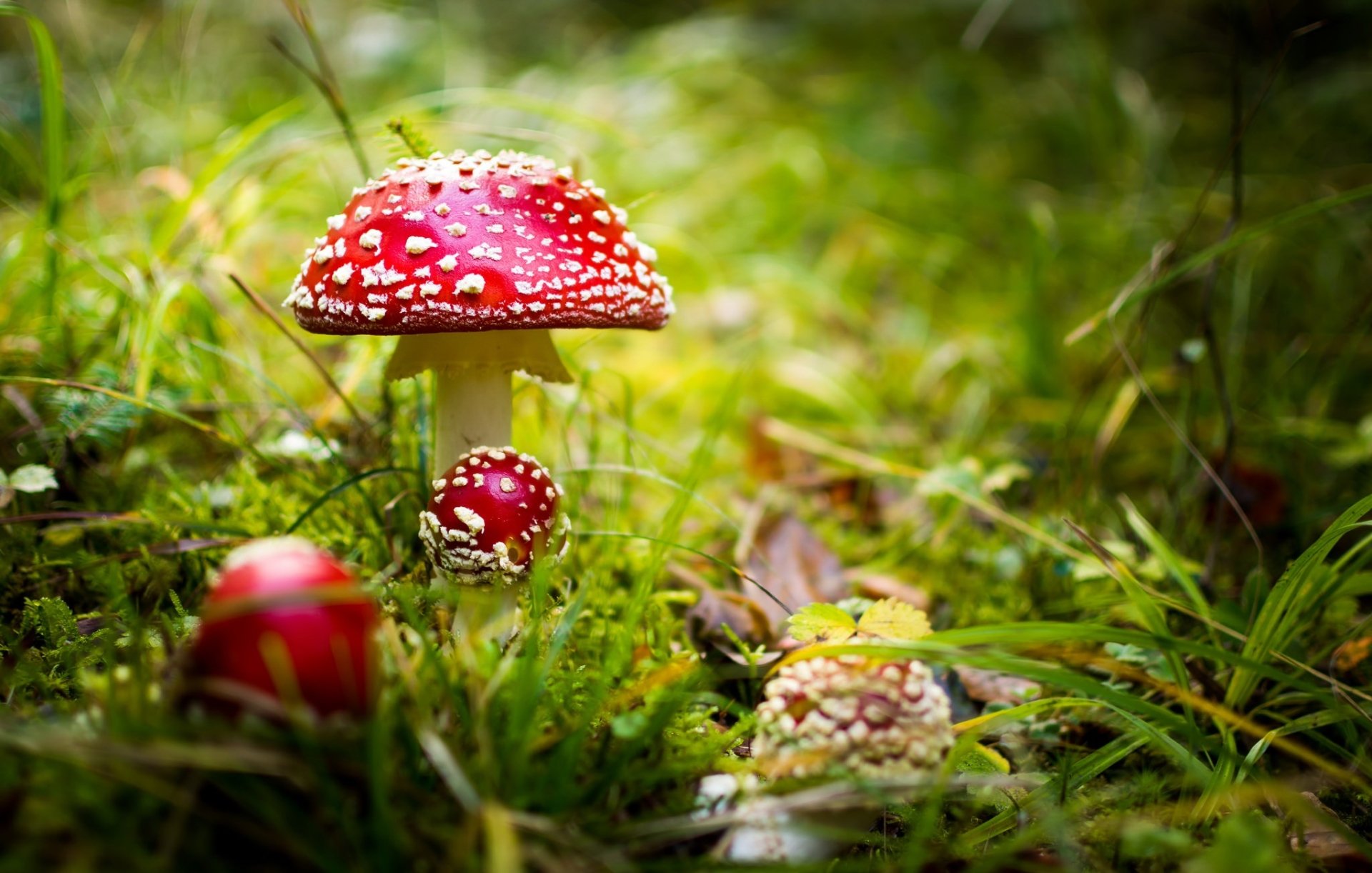 Download Fall Close-up Grass Nature Mushroom HD Wallpaper