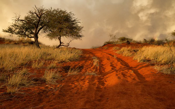  Dirt Road in the African Savanna