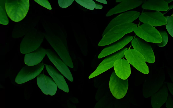 Close-up of vibrant green leaves against a dark background, captured in 4K Ultra HD, showcasing nature's intricate details for a PC desktop wallpaper.