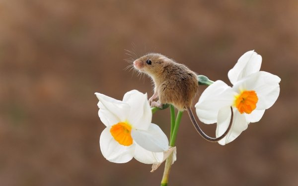 Animal Mouse Flower Daffodil Rodent White Flower HD Wallpaper | Background Image