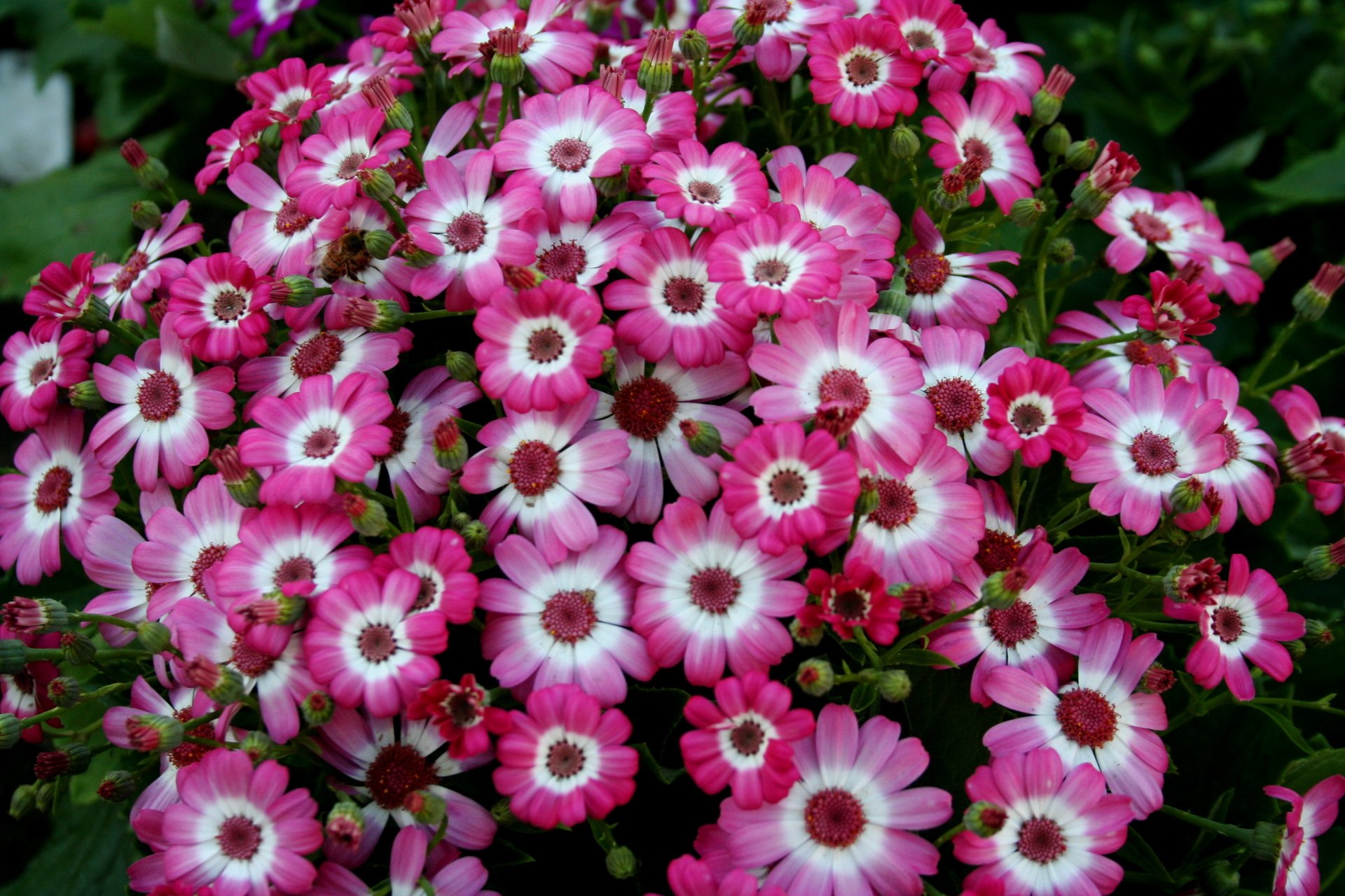 Download Pink Flower Cineraria Nature Flower HD Wallpaper