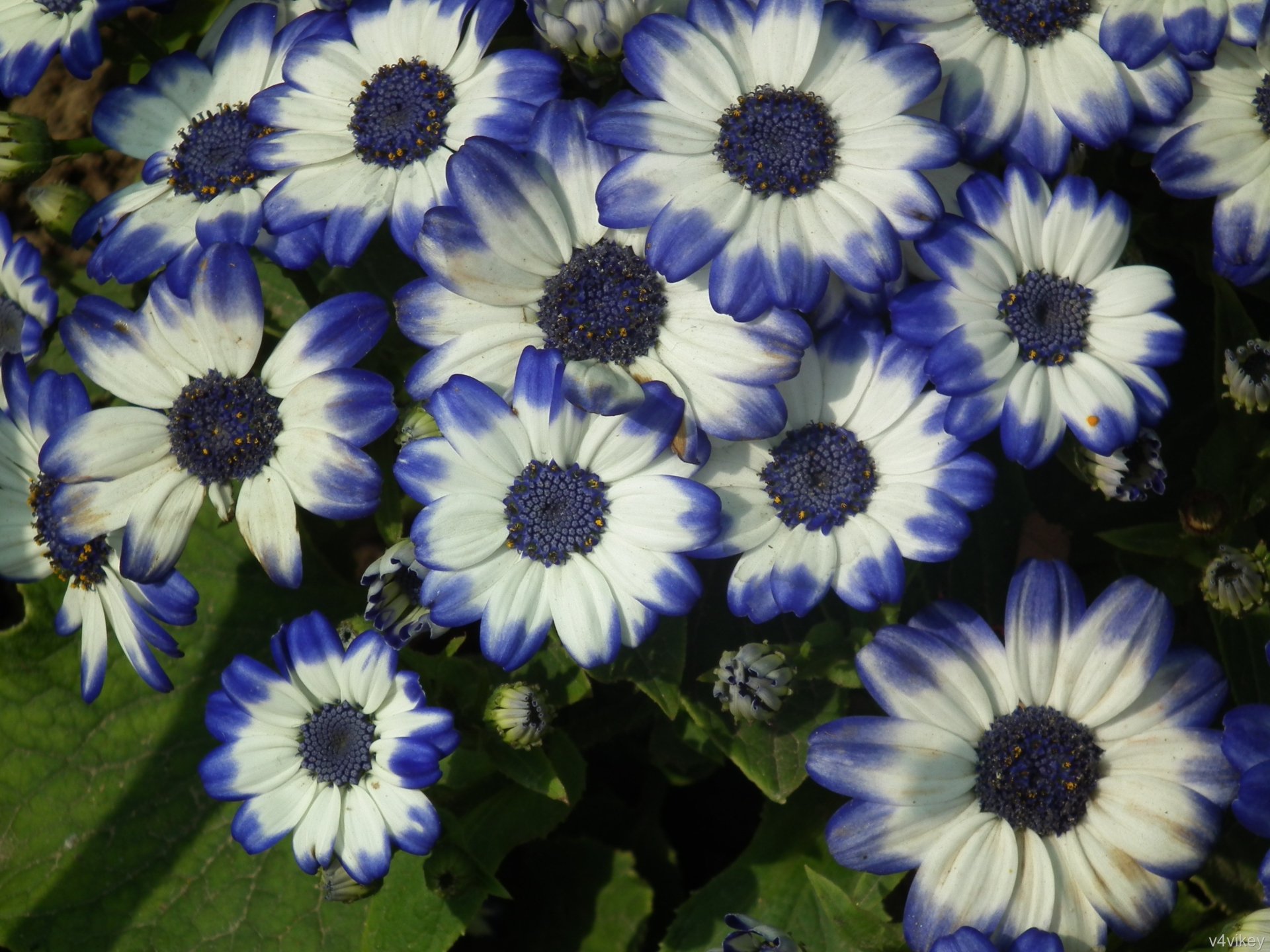 Download Cineraria Nature Flower HD Wallpaper