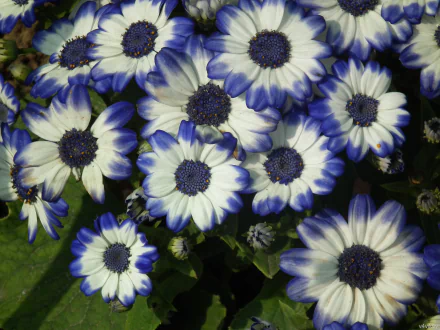  Blue and White Cineraria