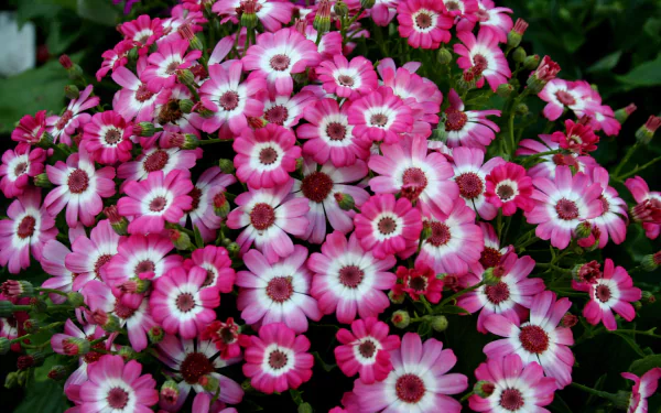  Pink and White Cineraria