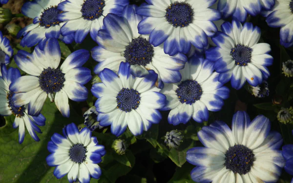 Blue and White Cineraria