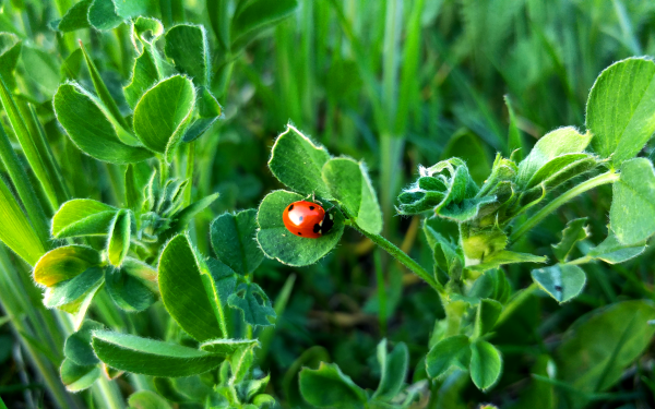 Animal Ladybug Nature HD Wallpaper | Background Image