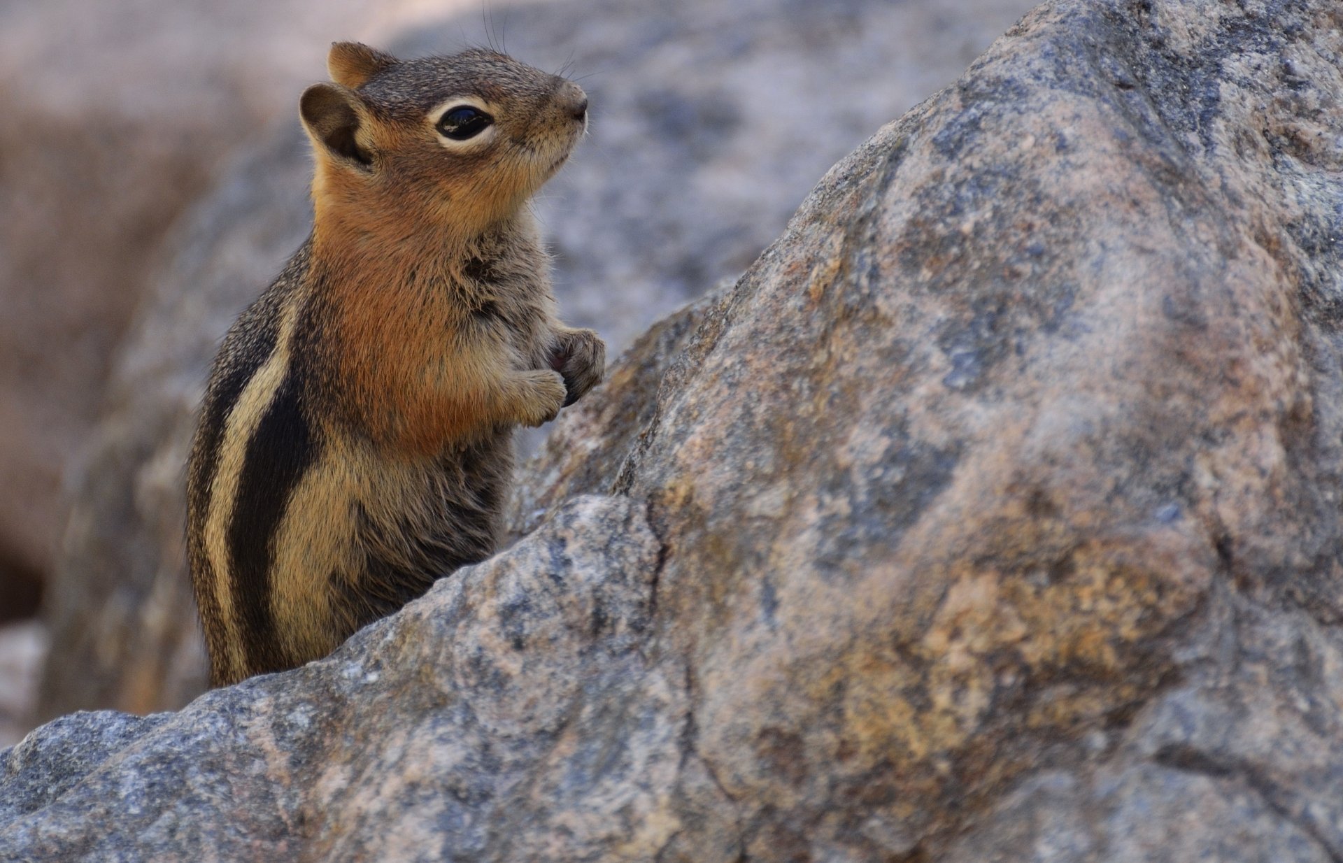 HD desktop wallpaper featuring a close-up of a chipmunk, a small rodent, perched on a gray rock in natural outdoor surroundings.