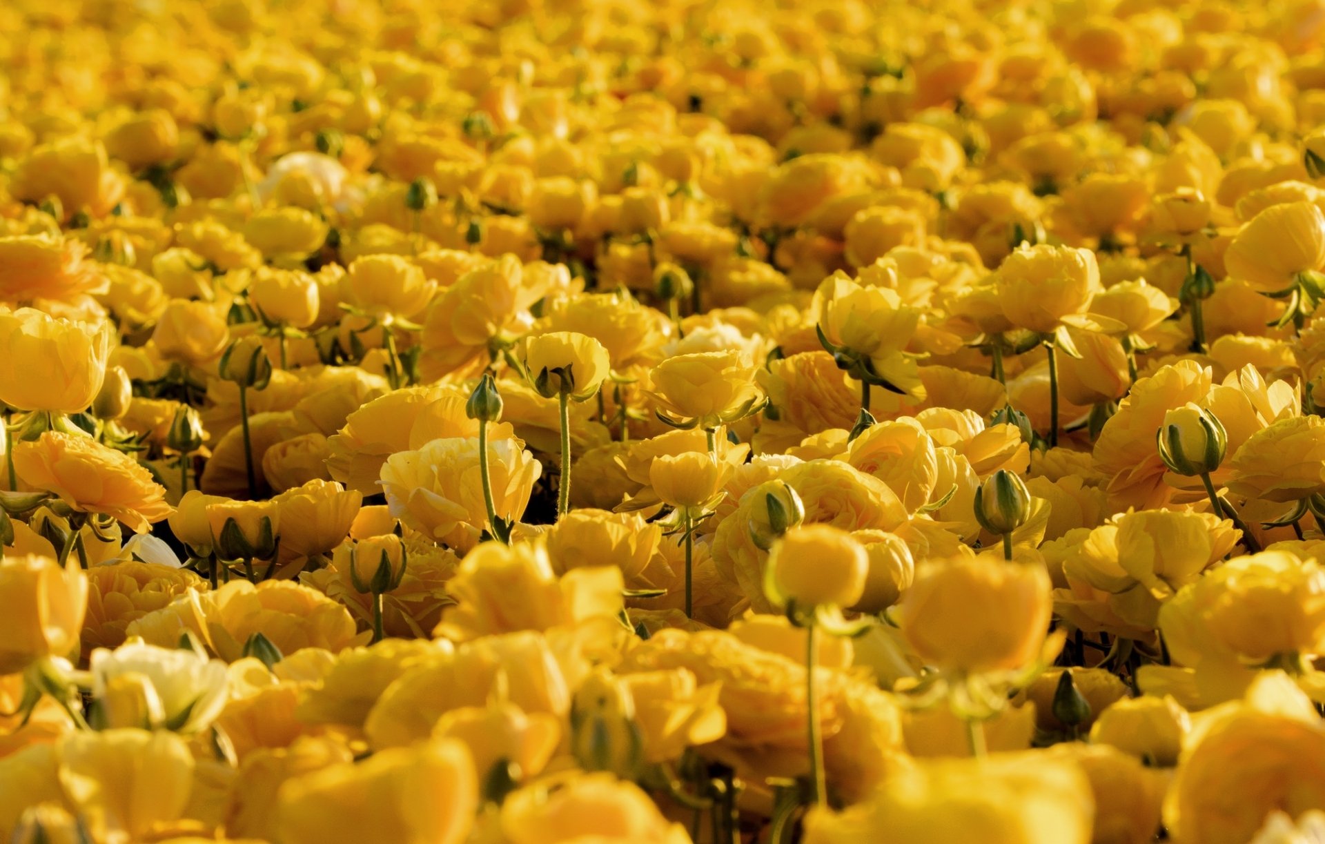 Download Yellow Flower Flower Nature Buttercup Hd Wallpaper