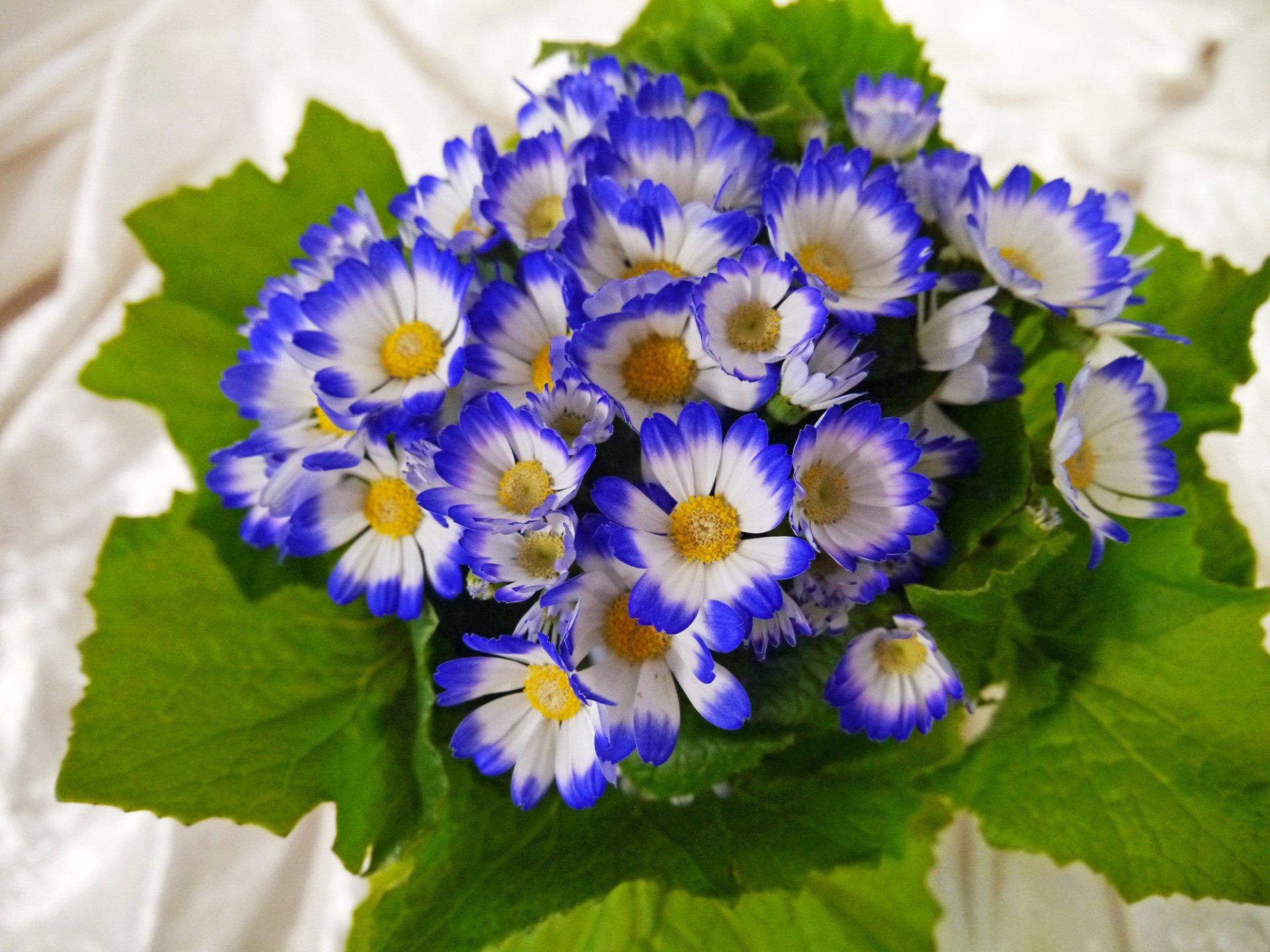 Download Blue Flower Cineraria Nature Flower HD Wallpaper