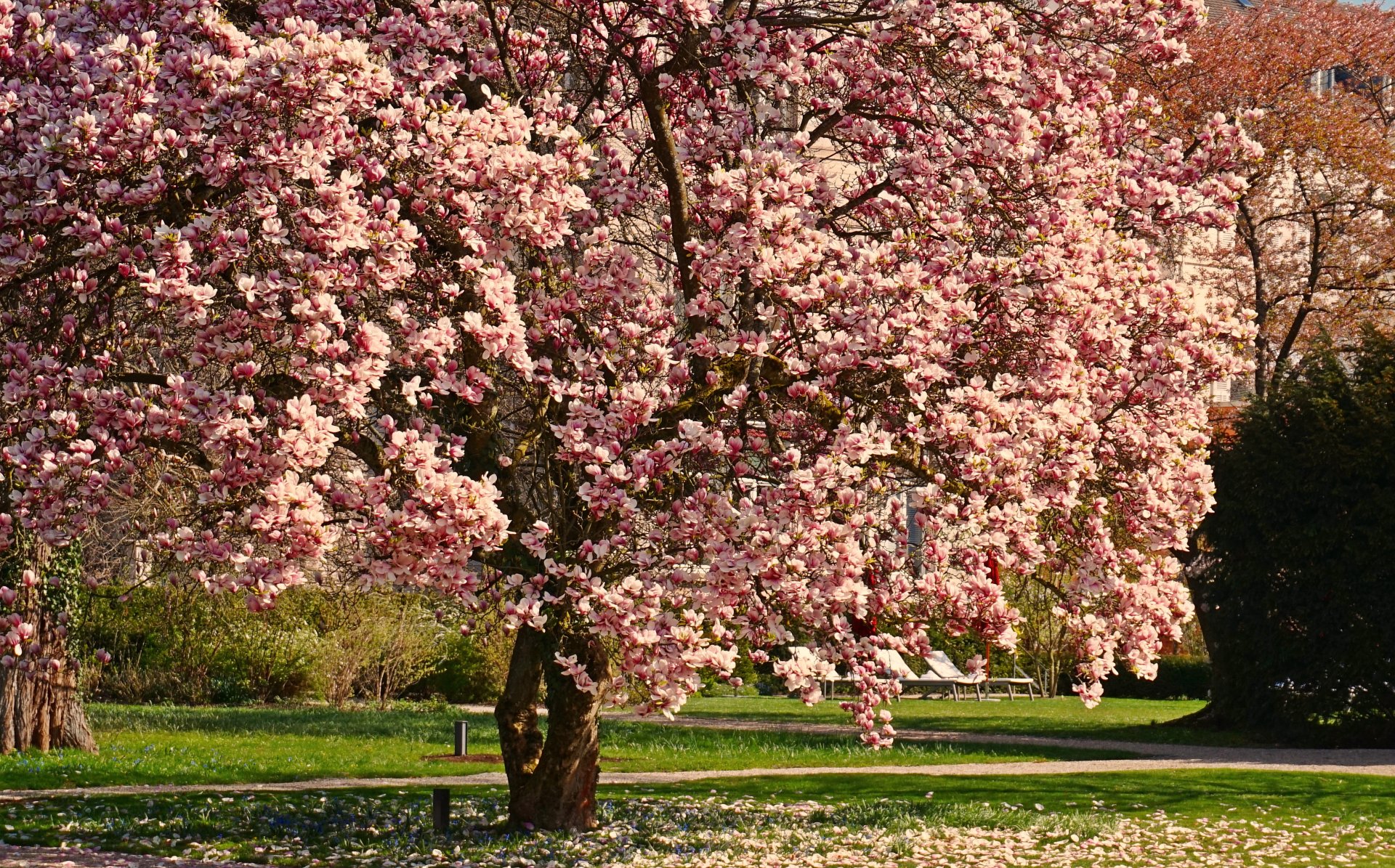 Красивое весеннее дерево. Яблоня черри блоссом. Магнолия розовая дерево. Магнолия и Сакура. Весеннее дерево.