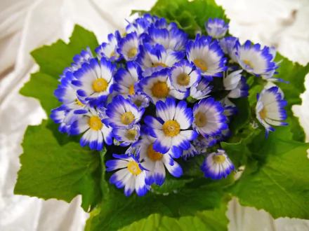 Cineraria Flowers