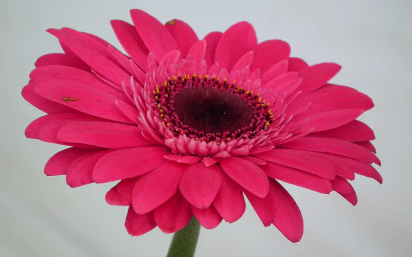  Pink Gerbera