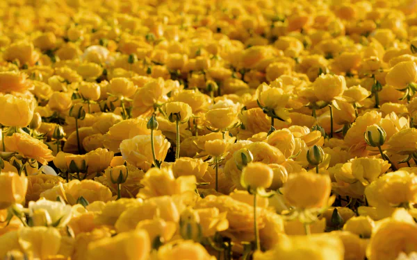 yellow flower flower nature buttercup HD Desktop Wallpaper | Background Image
