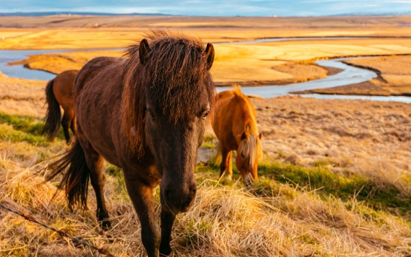 Animal Horse Landscape Horizon Grass HD Wallpaper | Background Image