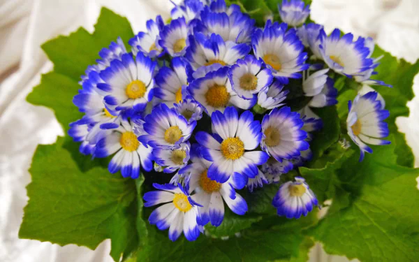  Cineraria Flowers