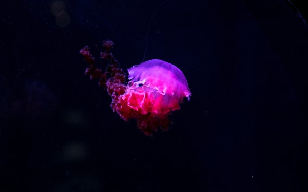 Animal Jellyfish Purple Underwater HD Wallpaper | Background Image