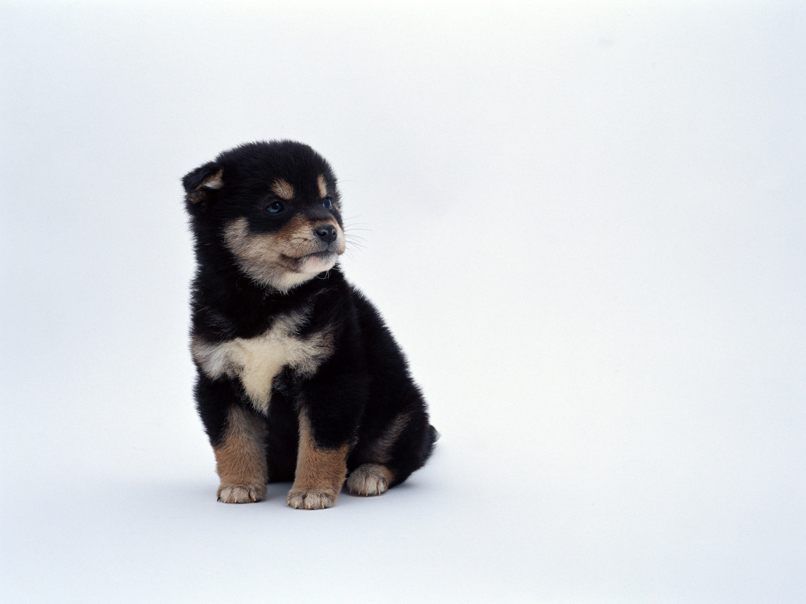 Adorable puppy on a high-resolution desktop wallpaper