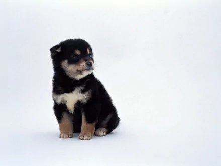 HD desktop wallpaper featuring a cute Shiba Inu puppy sitting against a plain, light background.