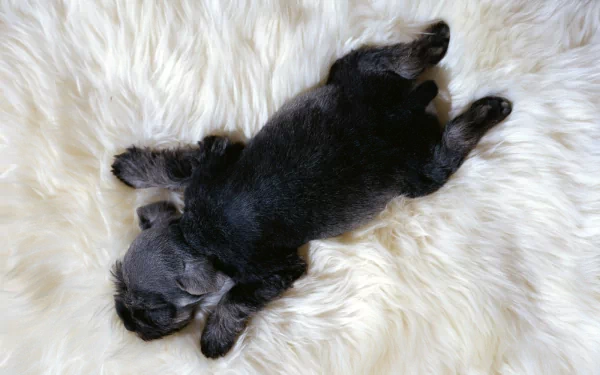 A cute schnauzer puppy sleeping on a fluffy white surface, creating an adorable HD desktop wallpaper and background.