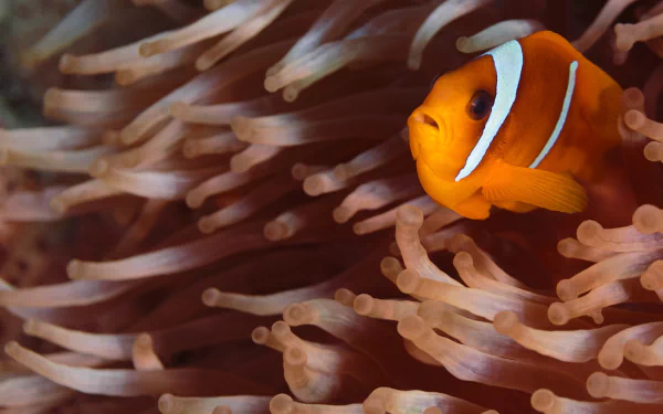 Clownfish in a Sea Anemone