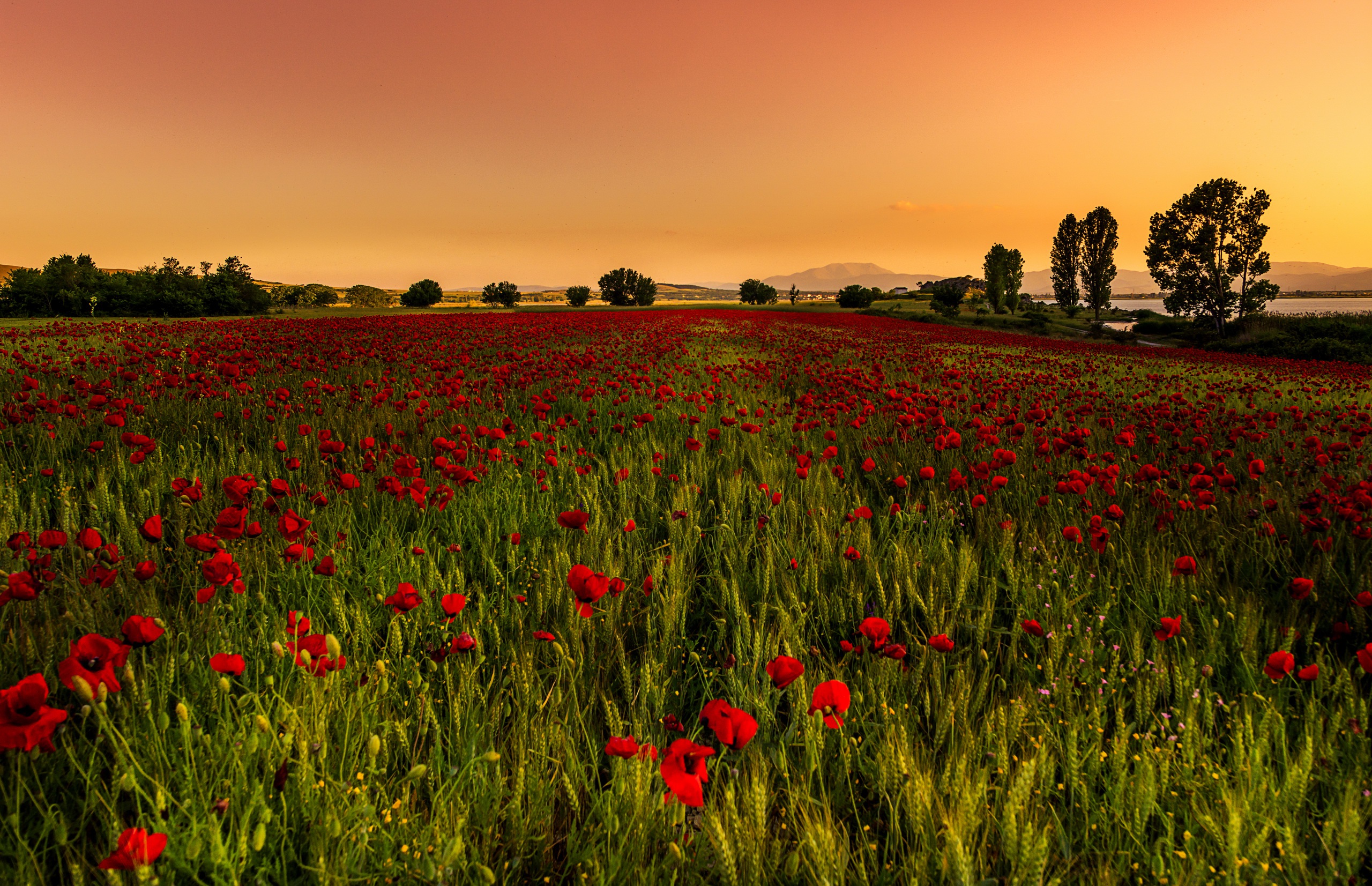Download Landscape Summer Red Flower Nature Field Poppy HD Wallpaper