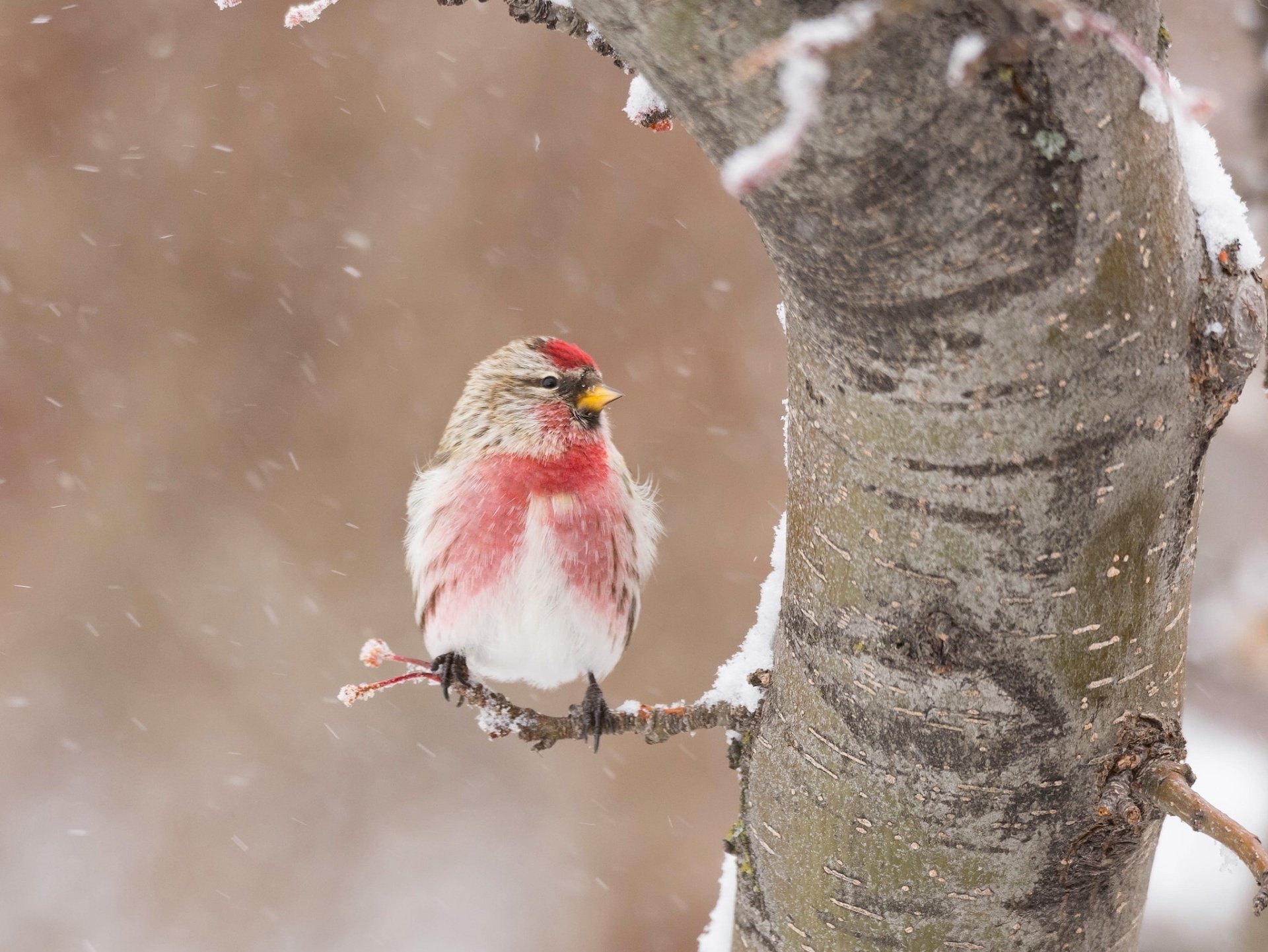 Download Common Redpoll Animal HD Wallpaper