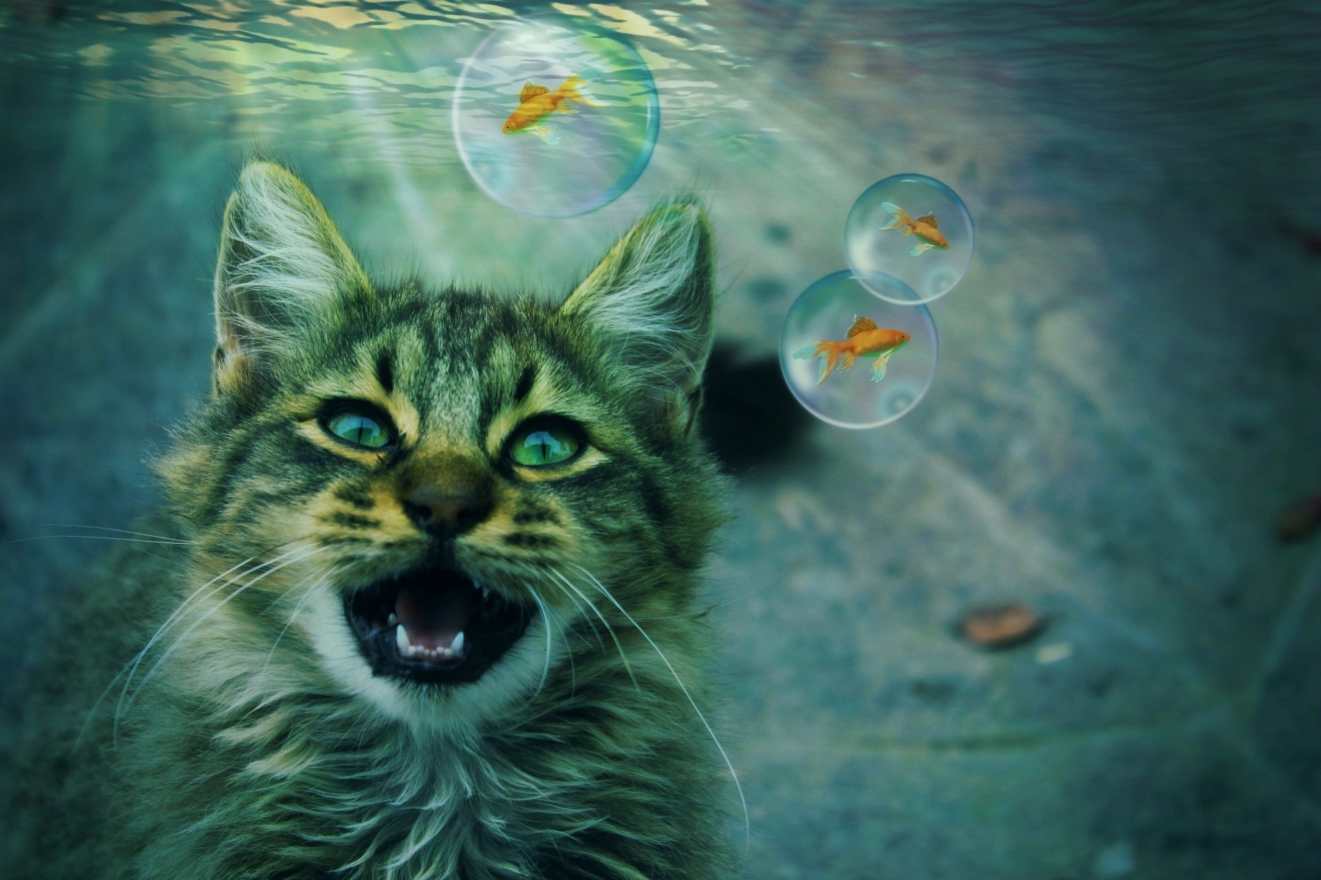 Download Manipulation Bubble Fish Goldfish Animal Cat HD Wallpaper