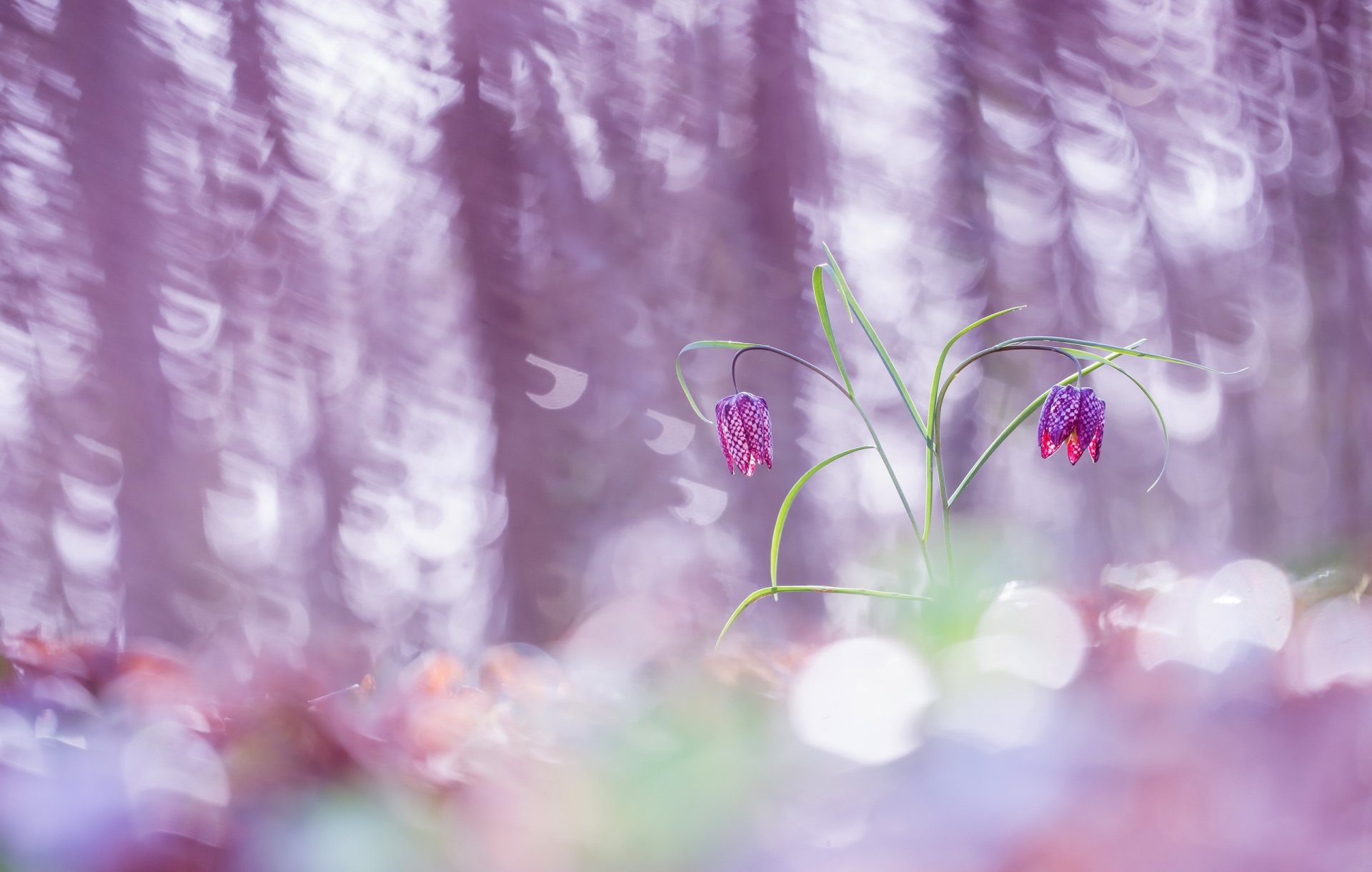 Download Pink Flower Bokeh Nature Flower HD Wallpaper by Laurent Fiol ...
