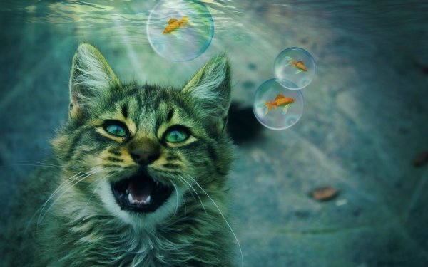 Animal Cat Cats Goldfish Fish Bubble Manipulation HD Wallpaper | Background Image