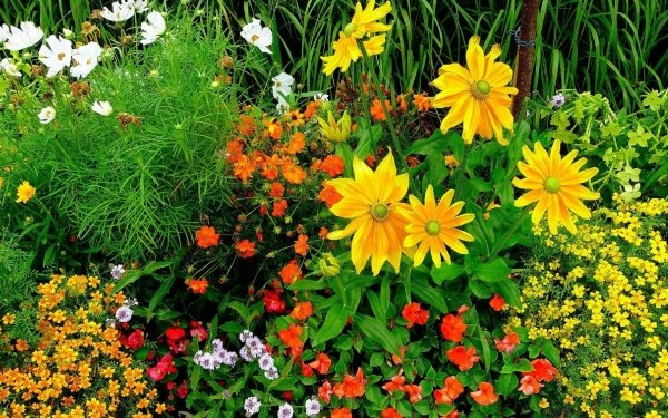 Man Made Garden Spring Flower Colors Yellow Flower HD Wallpaper | Background Image