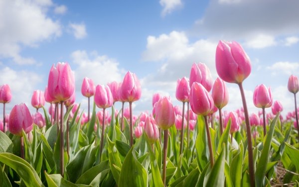 Earth Tulip Flowers Nature Flower Pink Flower Summer HD Wallpaper | Background Image