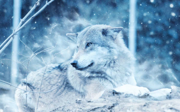 A wolf lying down in a snowy forest, captured in high definition, creating a striking PC desktop wallpaper and background.