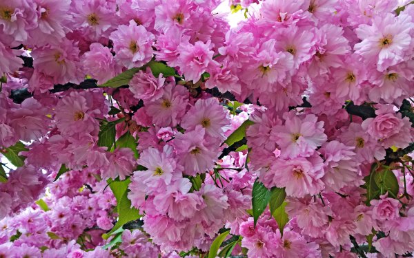 Earth Blossom Flowers Flower Spring Pink Flower HD Wallpaper | Background Image