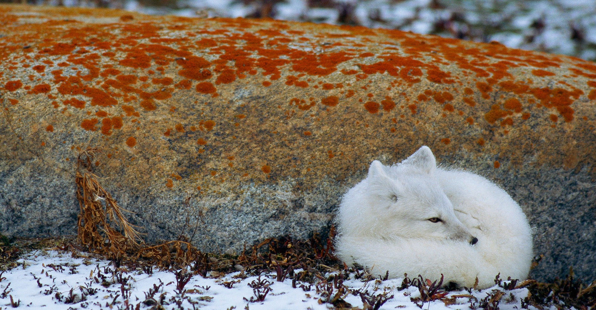 White fox with a wolf-like appearance.