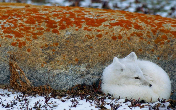 A serene arctic fox curls up beside a moss-covered rock, surrounded by snow and delicate vegetation, creating a beautiful HD desktop wallpaper experience.