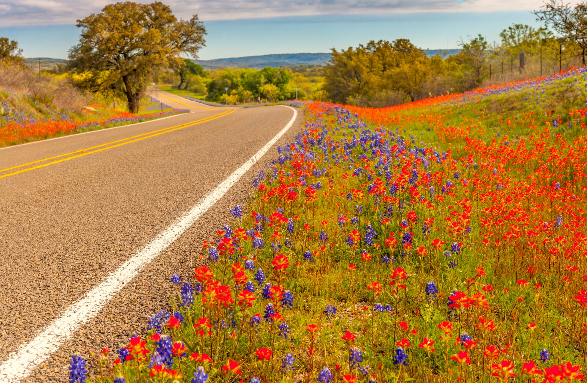 Download Texas Flower Spring Man Made Road HD Wallpaper