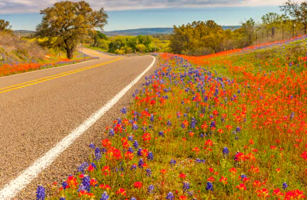 A winding man-made road in Texas cuts through a vibrant spring landscape filled with colorful wildflowers, creating a serene HD desktop wallpaper scene.