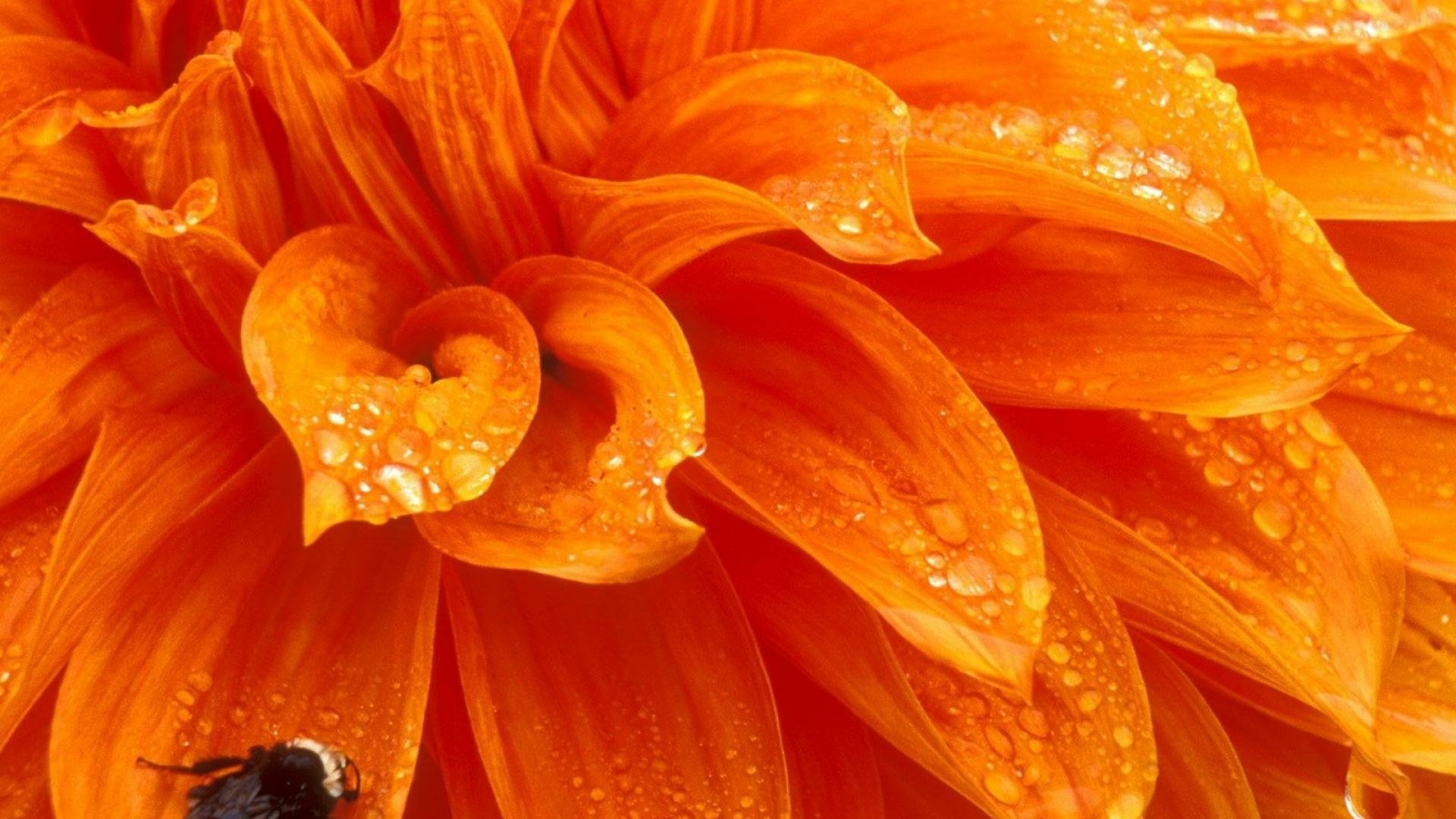 Bee on Orange Flower HD Wallpaper | Background Image ...