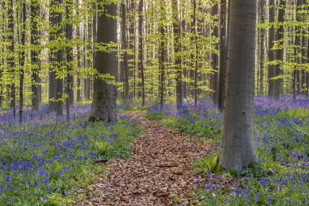 blue flower flower bluebell forest nature path HD Desktop Wallpaper | Background Image