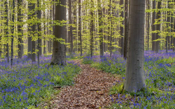 blue flower flower bluebell forest nature path HD Desktop Wallpaper | Background Image