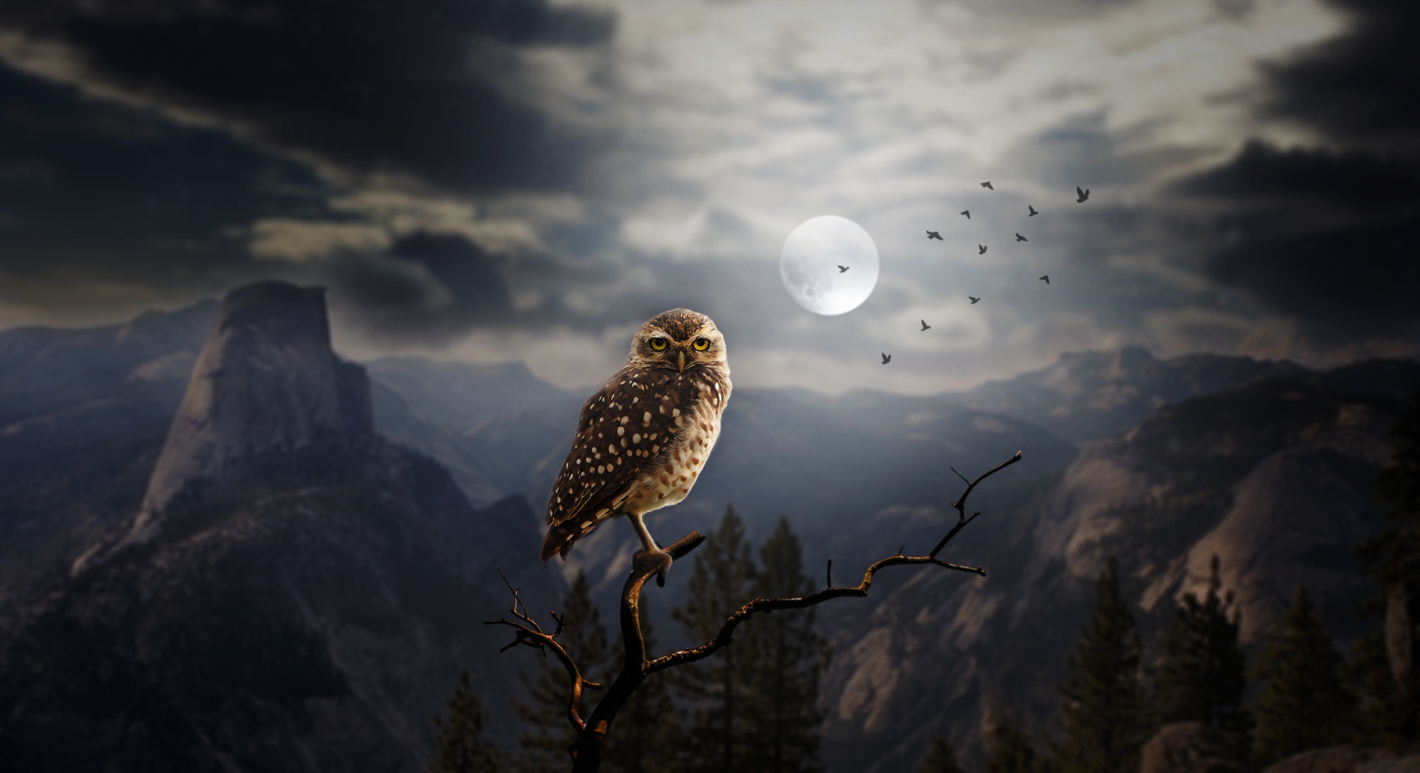 1200+ Owl HD Wallpapers and Backgrounds