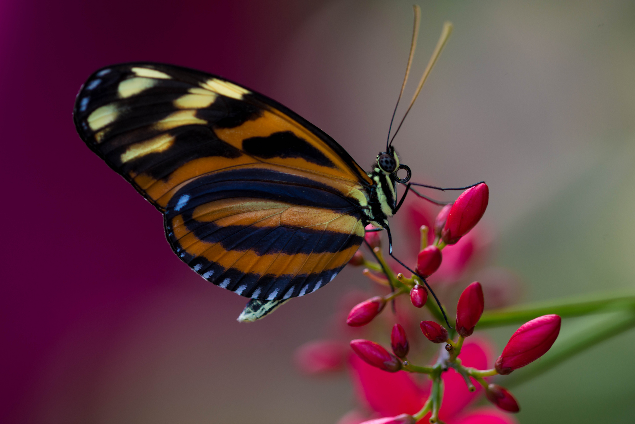 Butterfly HD Wallpaper by WestEndFoto