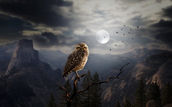 Animal Owl Birds Owls Bird Manipulation HD Wallpaper | Background Image