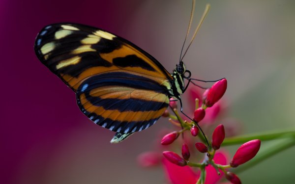 Animal Butterfly Insects Flower Insect HD Wallpaper | Background Image