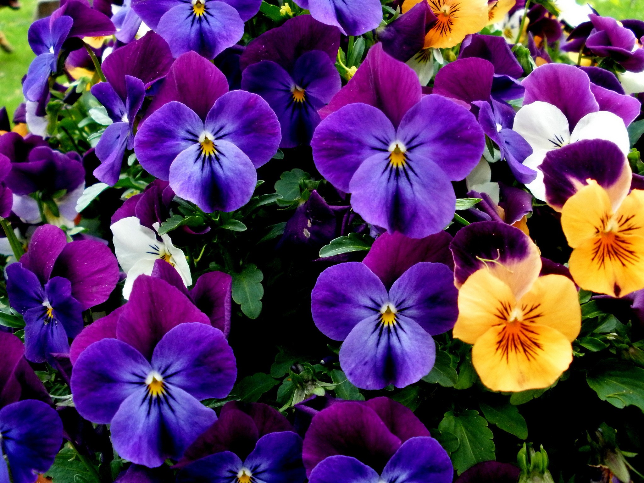 Download Purple Flower Flower Nature Pansy HD Wallpaper