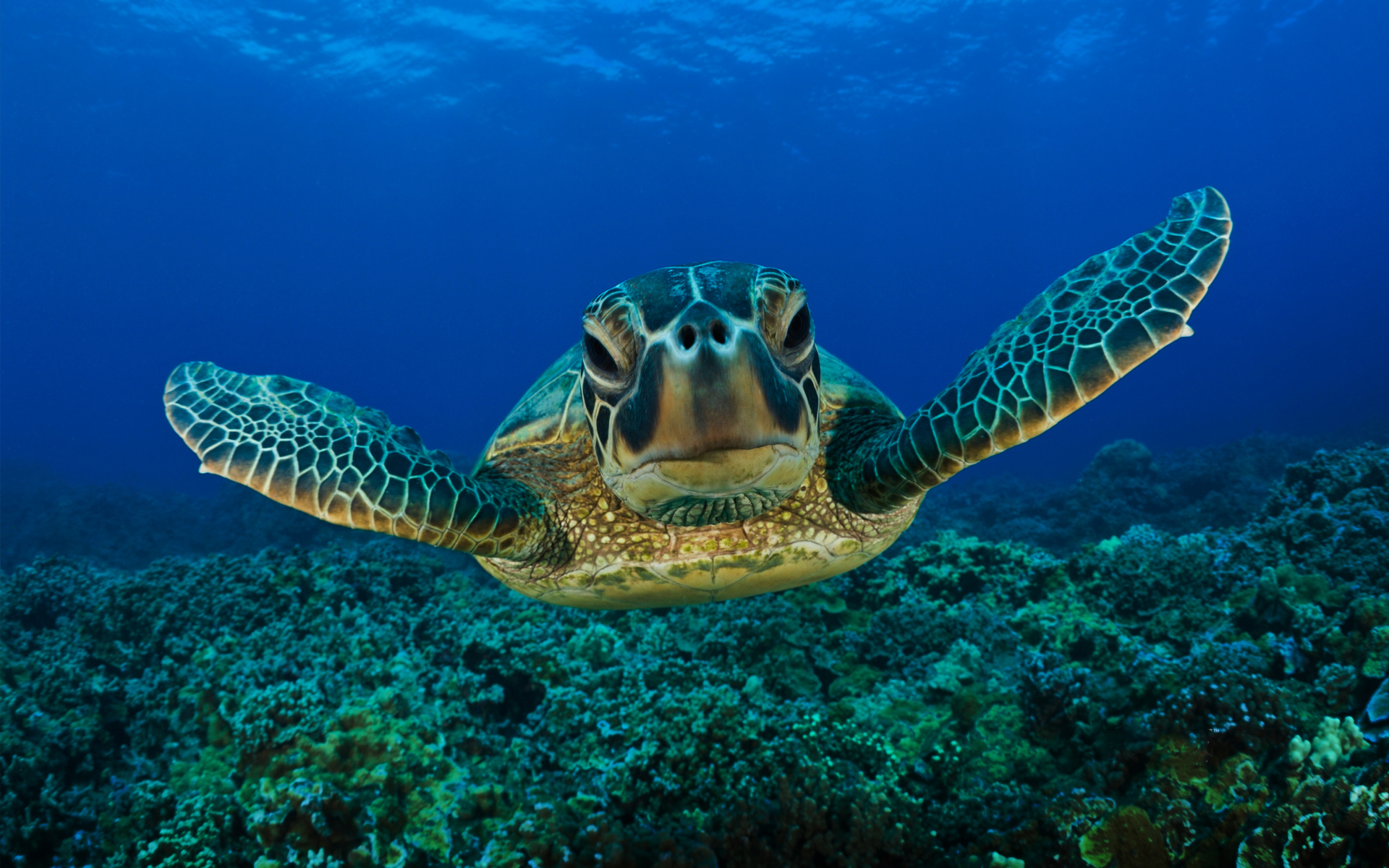 Majestic Sea Turtle HD Wallpaper