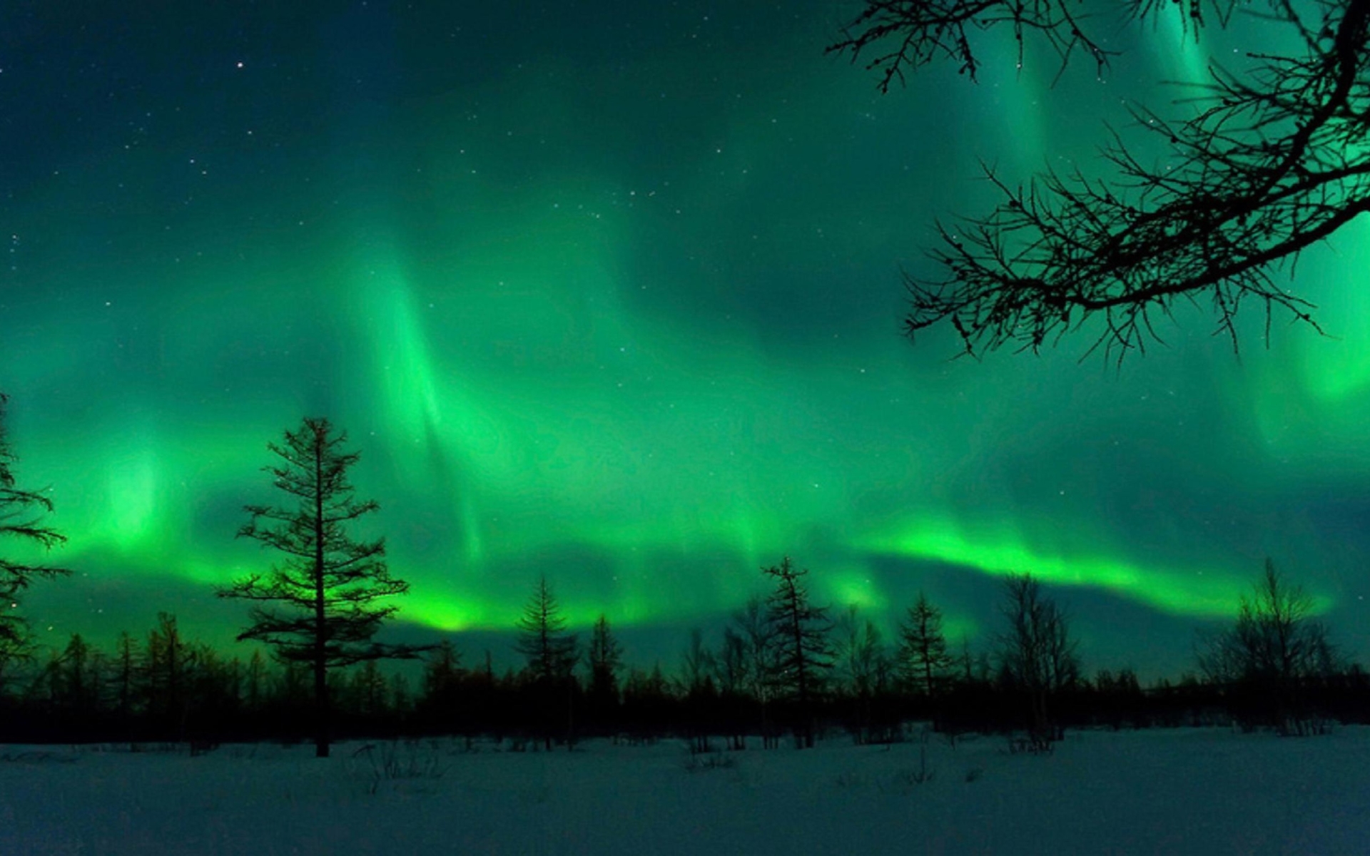 Download Snow Tree Winter Sky Nature Aurora Borealis HD Wallpaper